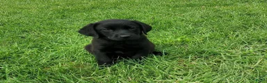 Labrador Retriever Puppy 1