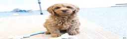 Mini Goldendoodle dogs for sale: Buddy - Ad 6
