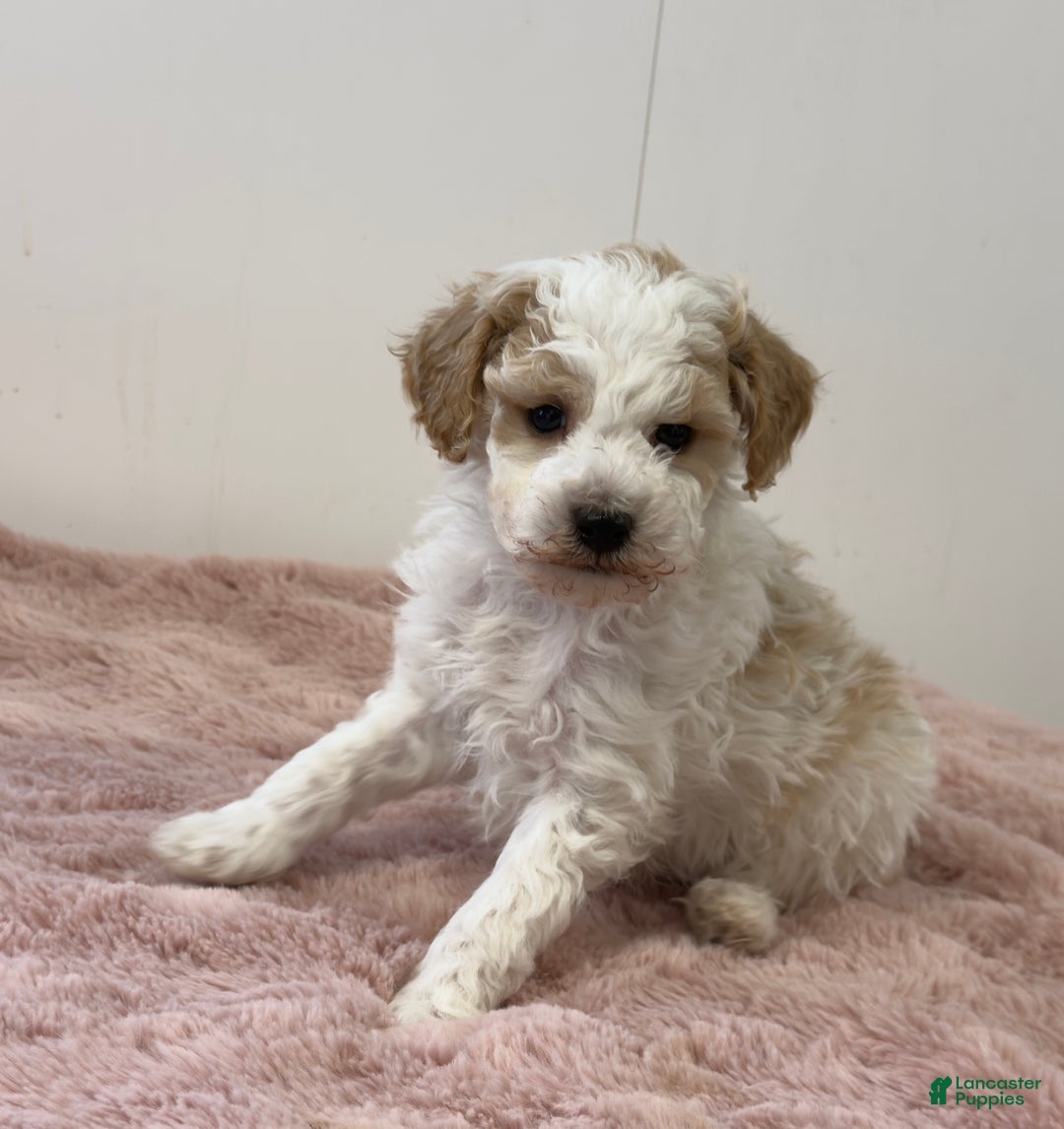 Mini Goldendoodle dogs for sale: Patrick  - Ad 7
