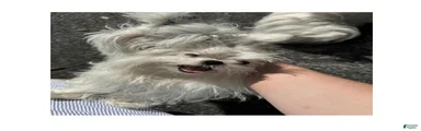Maltese 1