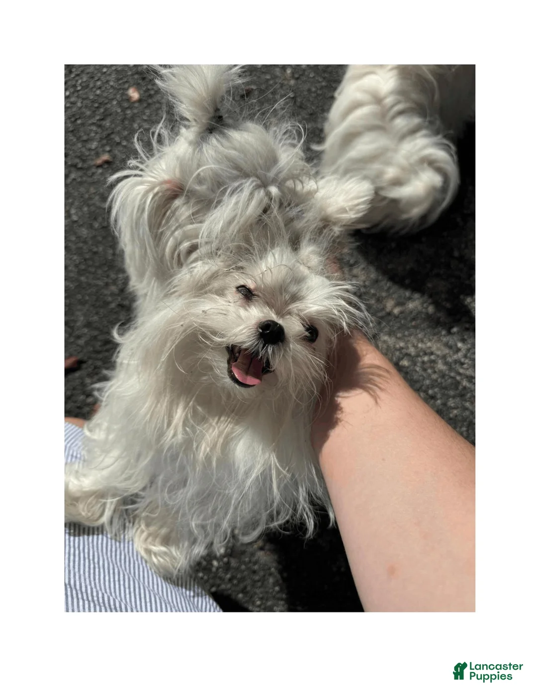 Maltese dogs for sale: Maltese 1 - Ad 1