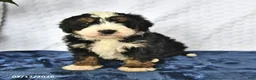 Mini Bernedoodle dogs for sale: Duke - Ad 3