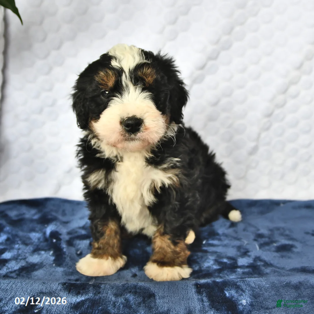 Mini Bernedoodle dogs for sale: Duke - Ad 3