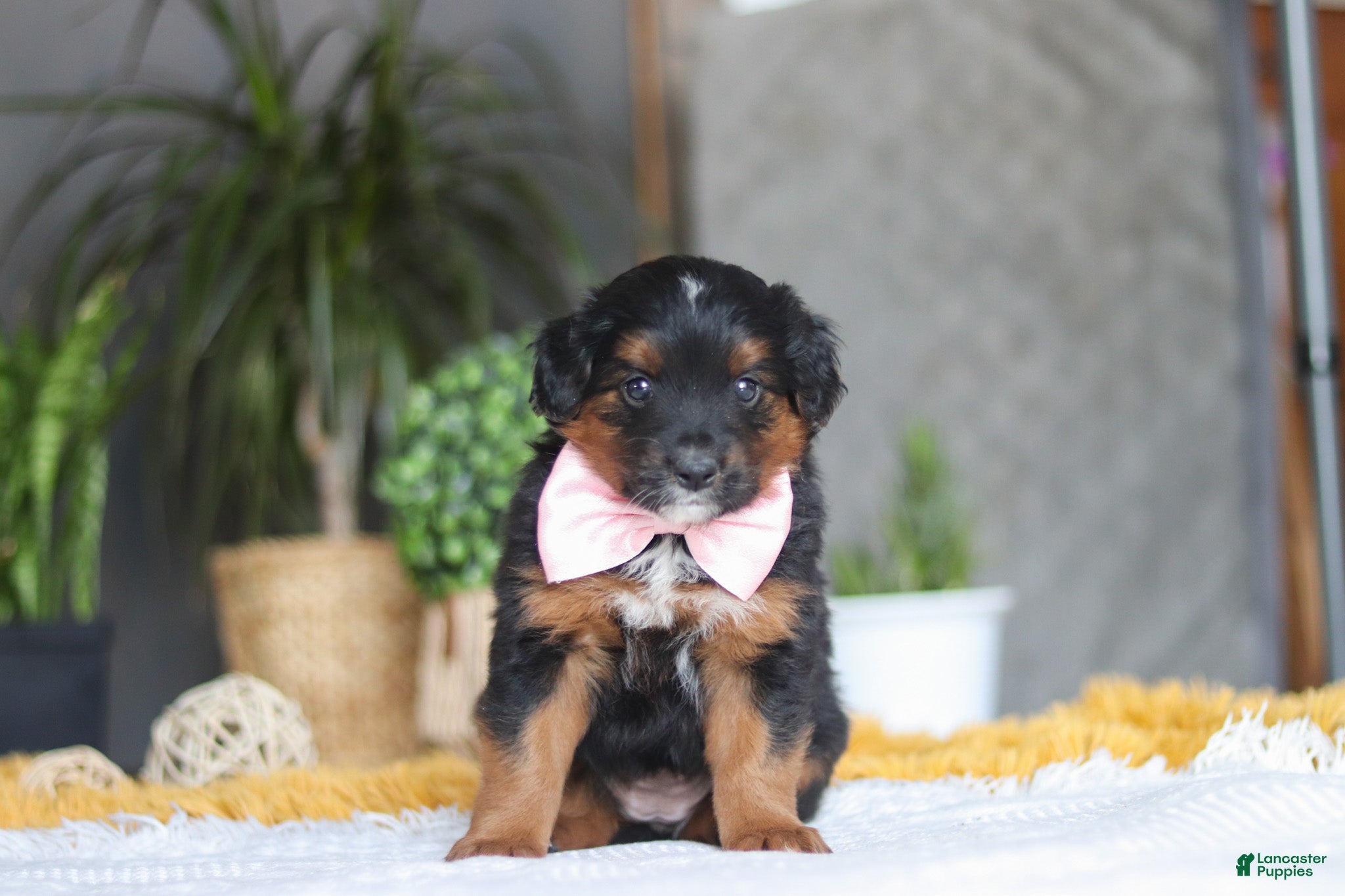 Mixed Breed dogs Sunset - Ad 1