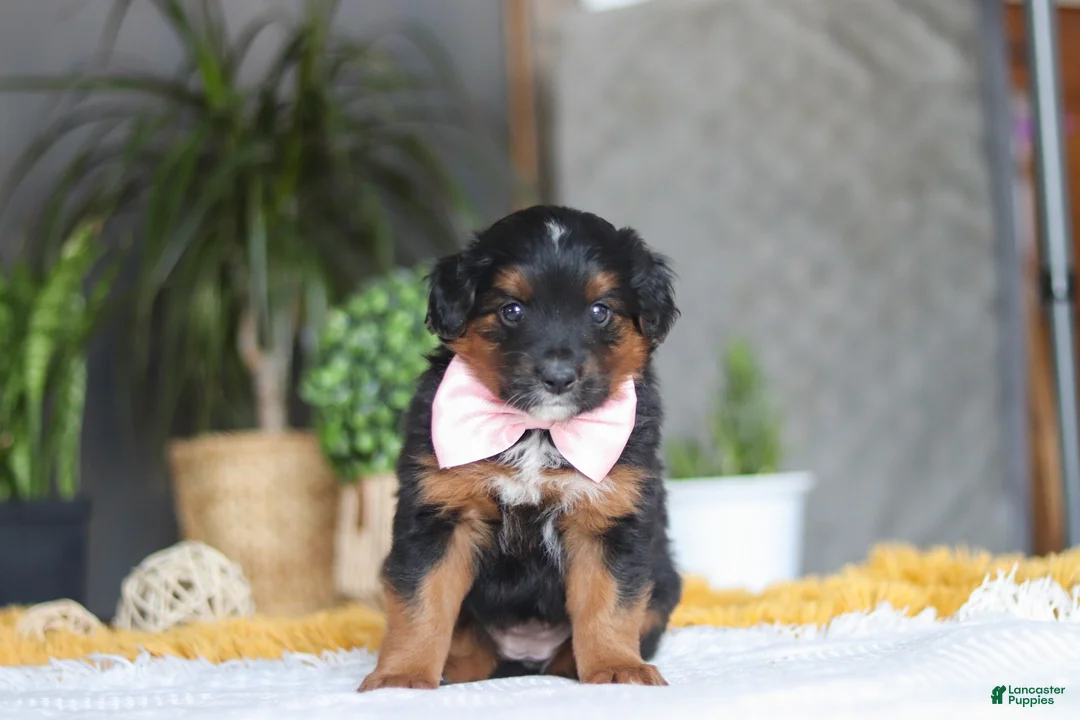 Mixed Breed dogs for sale: Sunset - Ad 3