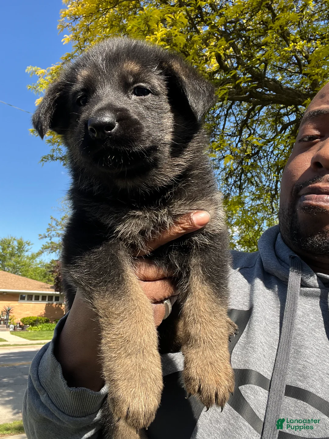 German Shepherd dogs for sale: German Shepherd Puppy 3 - Ad 2