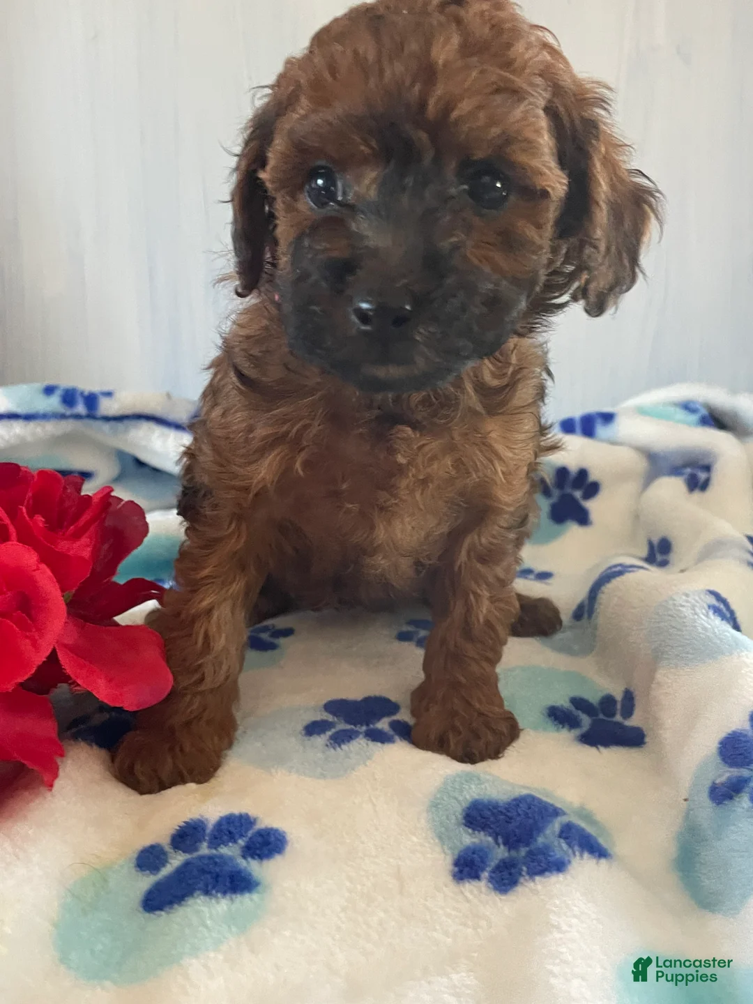 Toy Poodle dogs for sale: Ginger - Ad 2