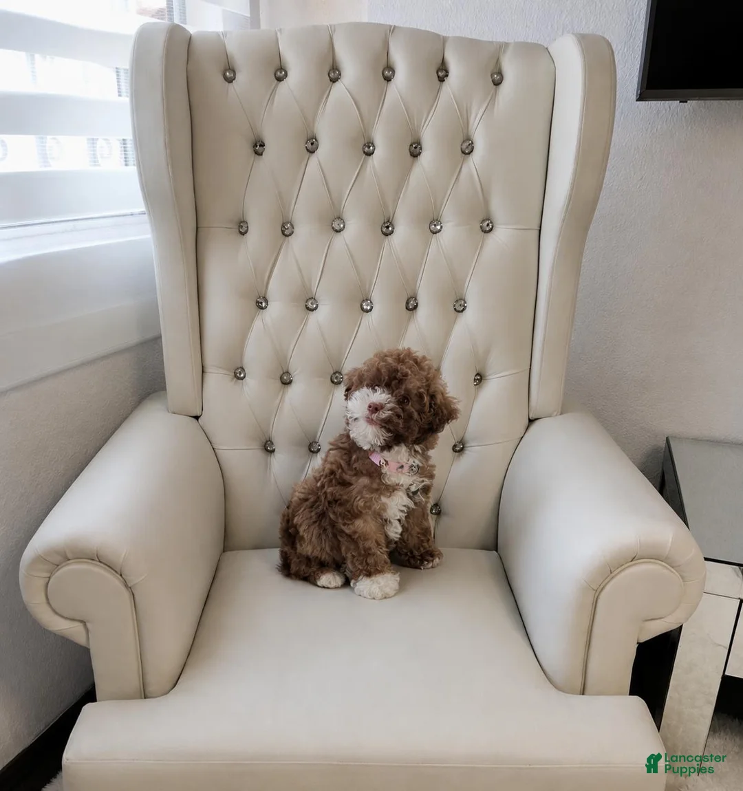Toy Poodle dogs for sale: Lola  - Ad 1