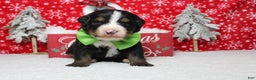 Bernese Mountain Dog dogs for sale: Pumbaa  - Ad 10