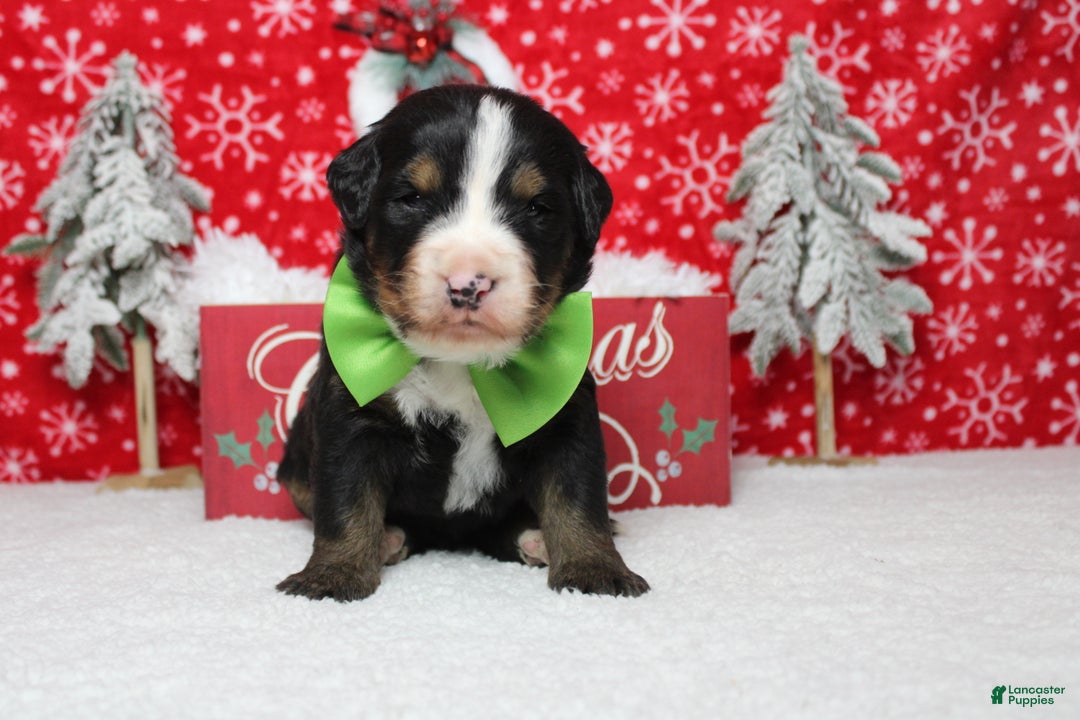 Bernese Mountain Dog dogs for sale: Pumbaa  - Ad 10