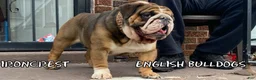 English Bulldog dogs for sale: English Bulldog Puppy 2 - Ad 18