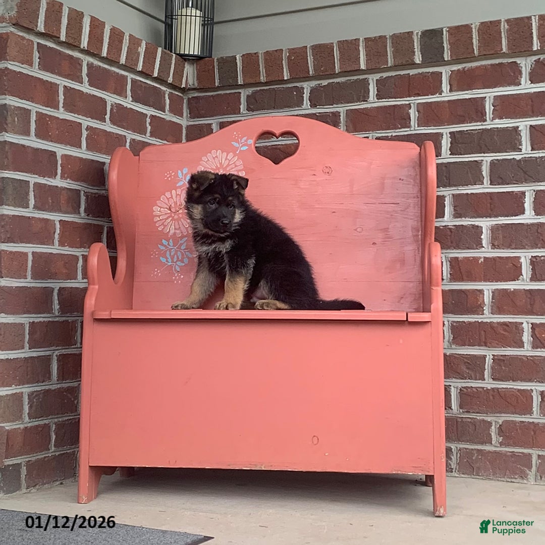 German Shepherd dogs for sale: Bobby - Ad 1