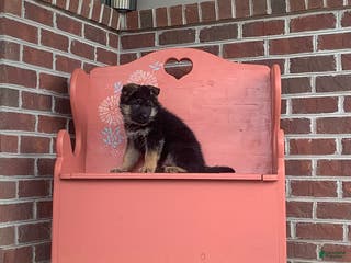 German Shepherd dogs Bobby - Ad 40