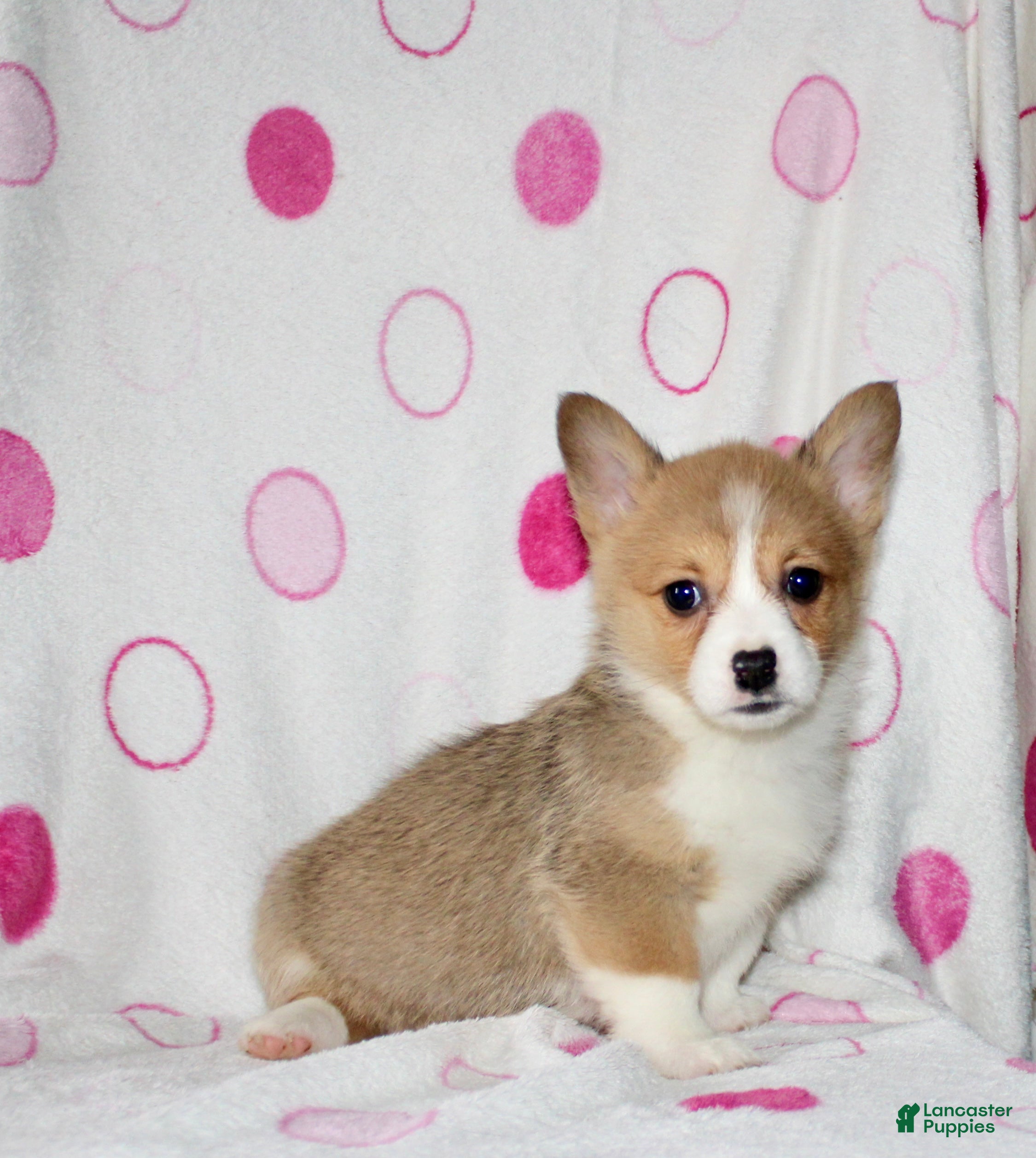 Welsh Corgi Pembroke dogs Kendra - Ad 1