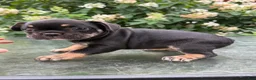 French Bulldog dogs for sale: Frankie - Ad 13
