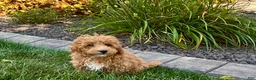 Maltipoo dogs for sale: Maltipoo 2 - Ad 6