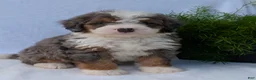 Mini Bernedoodle dogs for sale: Mini Banks  - Ad 24