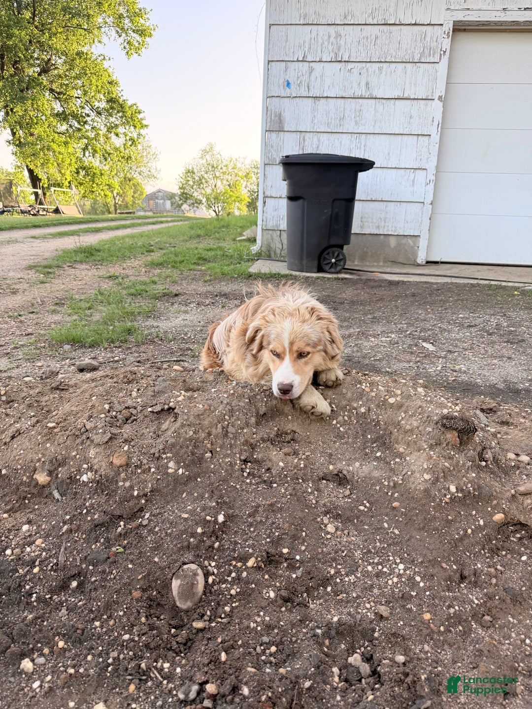 Australian Shepherd dogs for sale: Australian Shepherd Puppy 8 - Ad 8