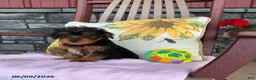 Yorkiepoo dogs for sale: Banjo - Ad 10