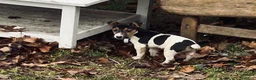 Jack Russell Terrier dogs for sale: Jack Russell Terrier Puppy 1 - Ad 1