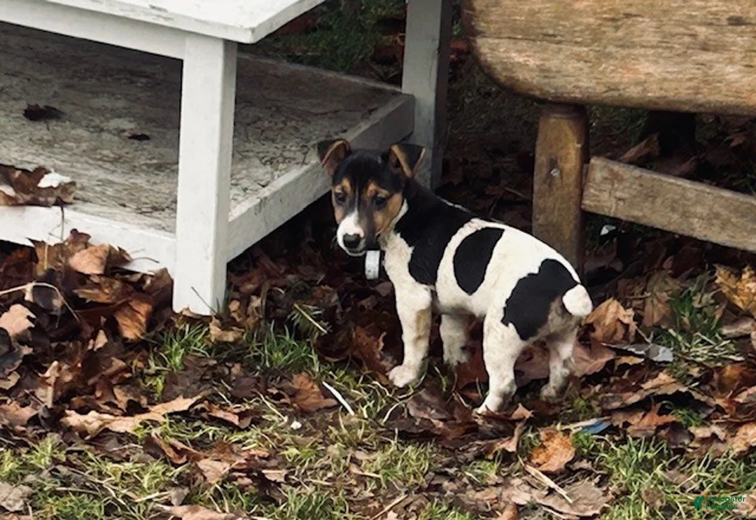 Jack Russell Terrier dogs for sale: Jack Russell Terrier Puppy 1 - Ad 1