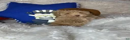 Toy Poodle dogs for sale: Yankee-Doodle - Ad 3