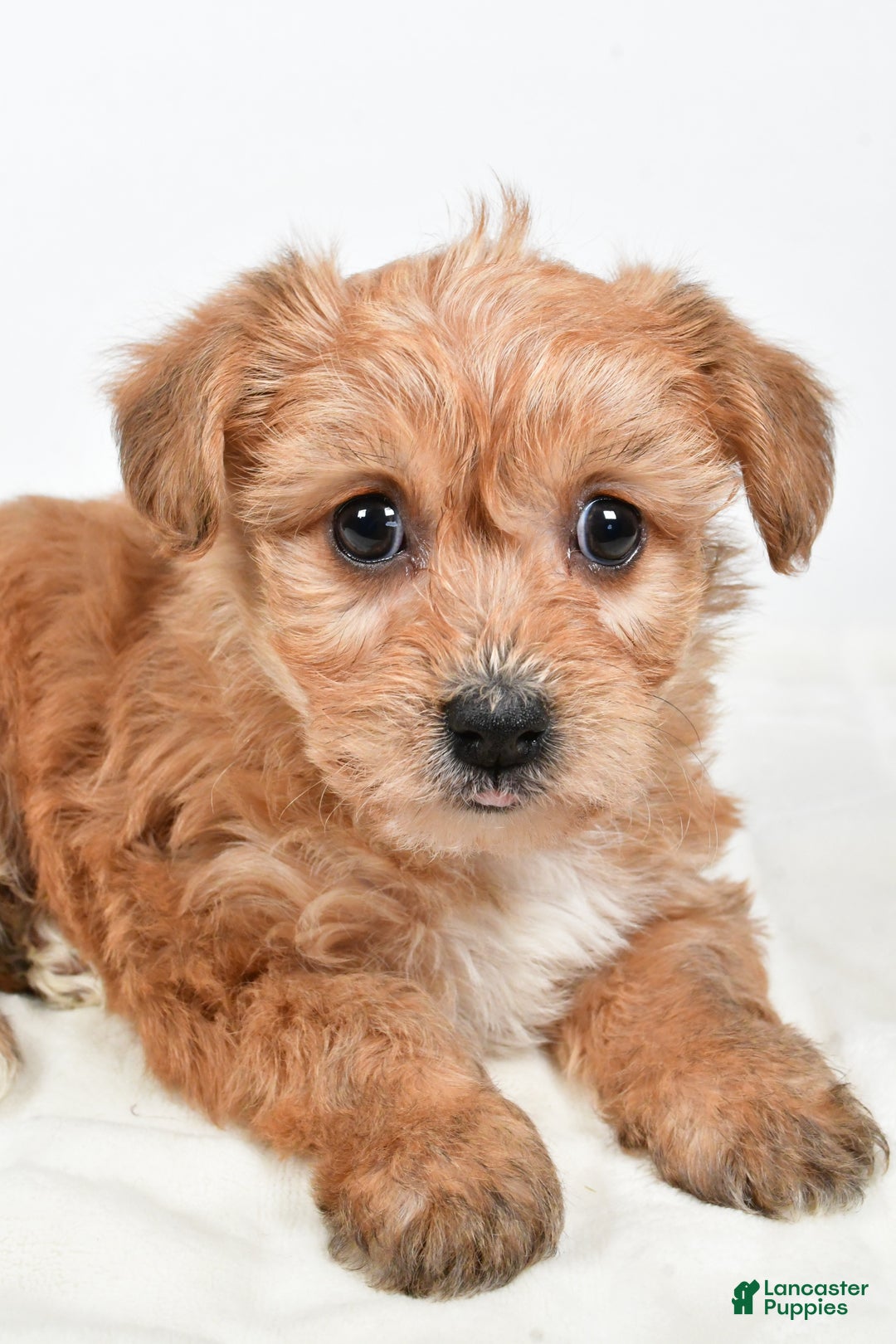 Morkie dogs for sale: Nikki - Ad 5