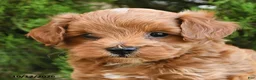 Cavapoo dogs for sale: Timmy - Ad 3