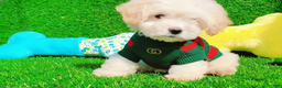 Maltipoo dogs for sale: GUCCI - Ad 4