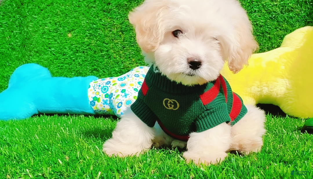 Maltipoo dogs for sale: GUCCI - Ad 4