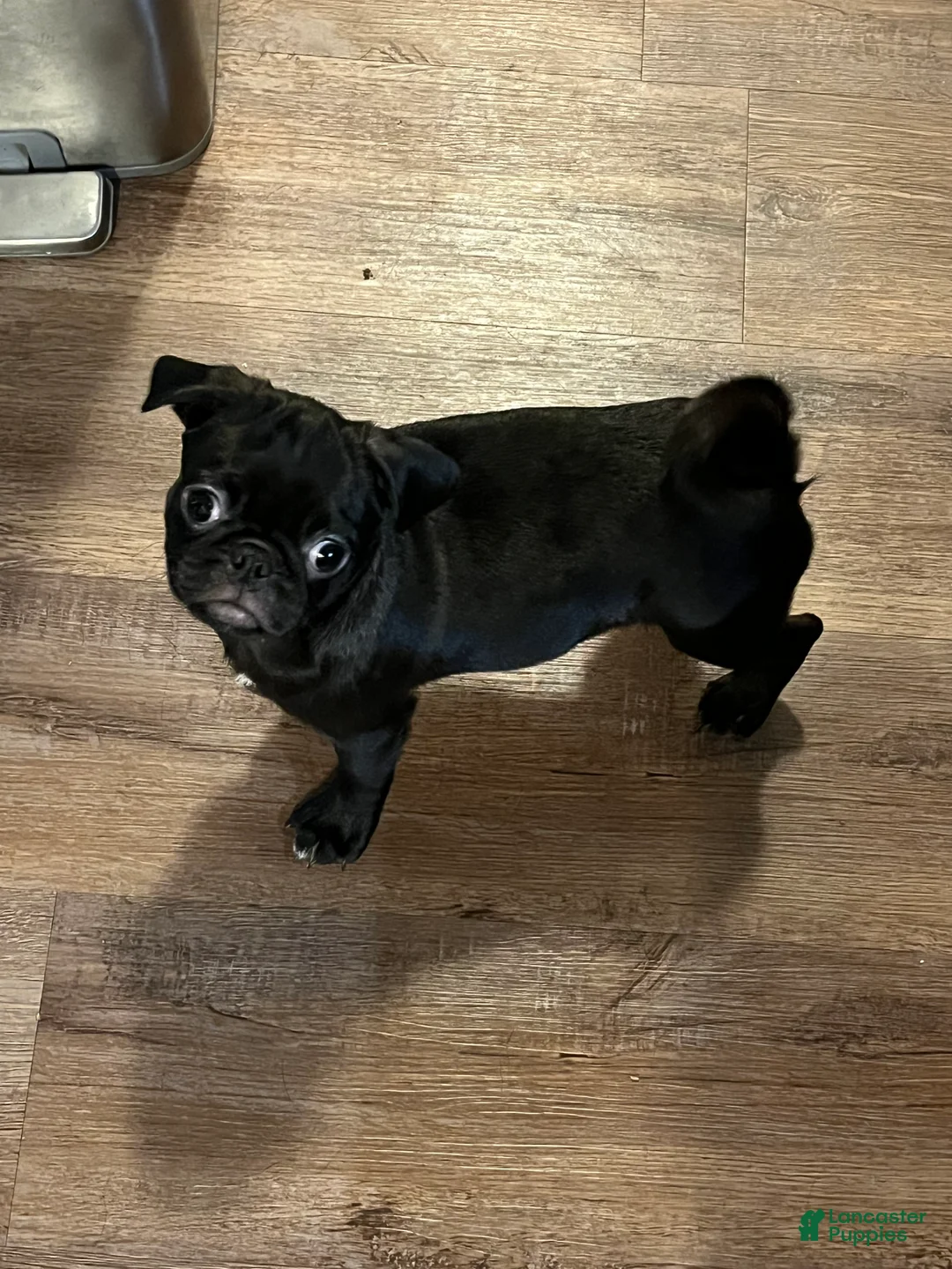 Pug dogs for sale: Romini - Ad 2