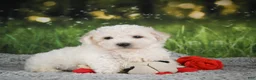 Bichon Frise dogs for sale: Romeo - Ad 6