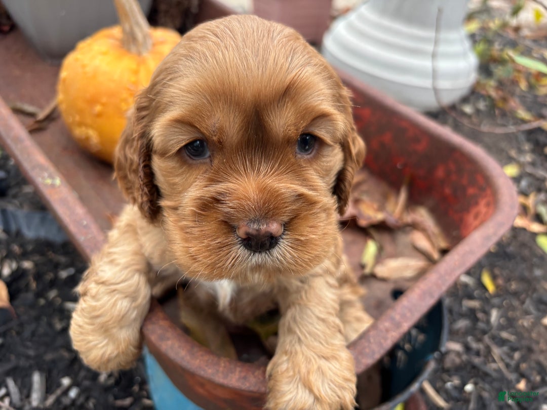 Cocker Spaniel dogs for sale: Duke  - Ad 1