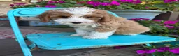 Mini Bernedoodle dogs for sale: Dolly - Ad 4