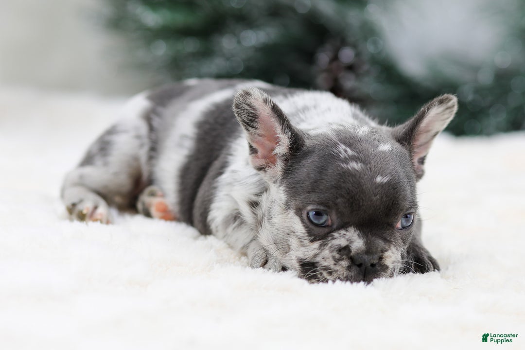 French Bulldog dogs for sale: Twinkle - Ad 7