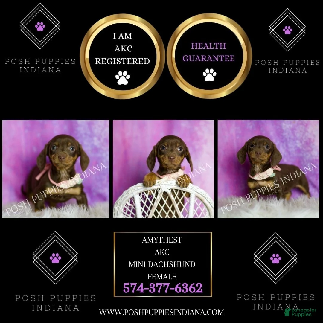 Miniature Dachshund dogs for sale: Amythest - Ad 6