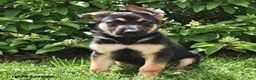 German Shepherd dogs for sale: Prince   - Ad 4