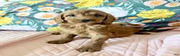 Irish Doodle dogs for sale: Irish Doodle Puppy 2 - Ad 4