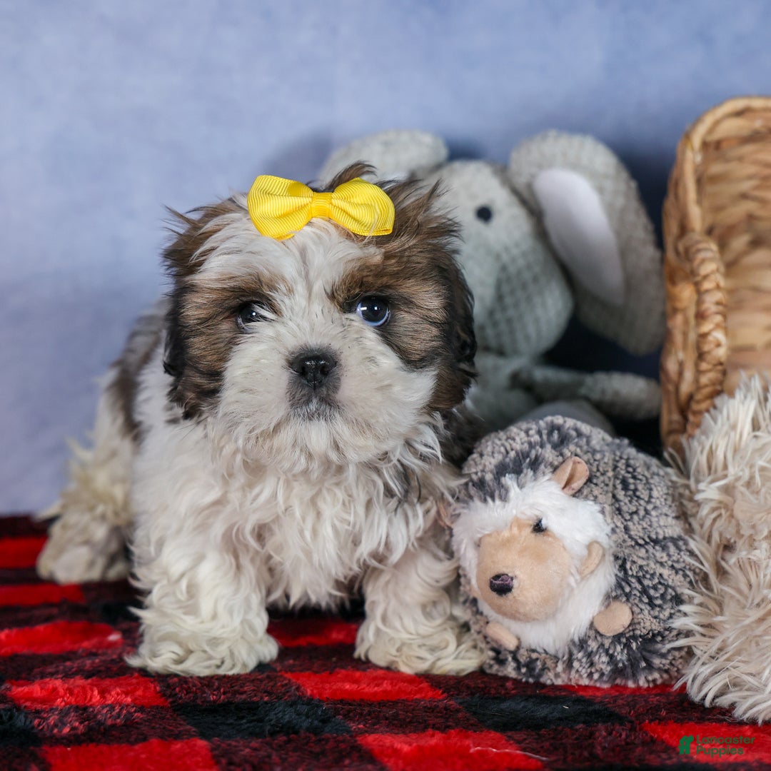 Shih Tzu dogs for sale: MICKEY - Ad 9