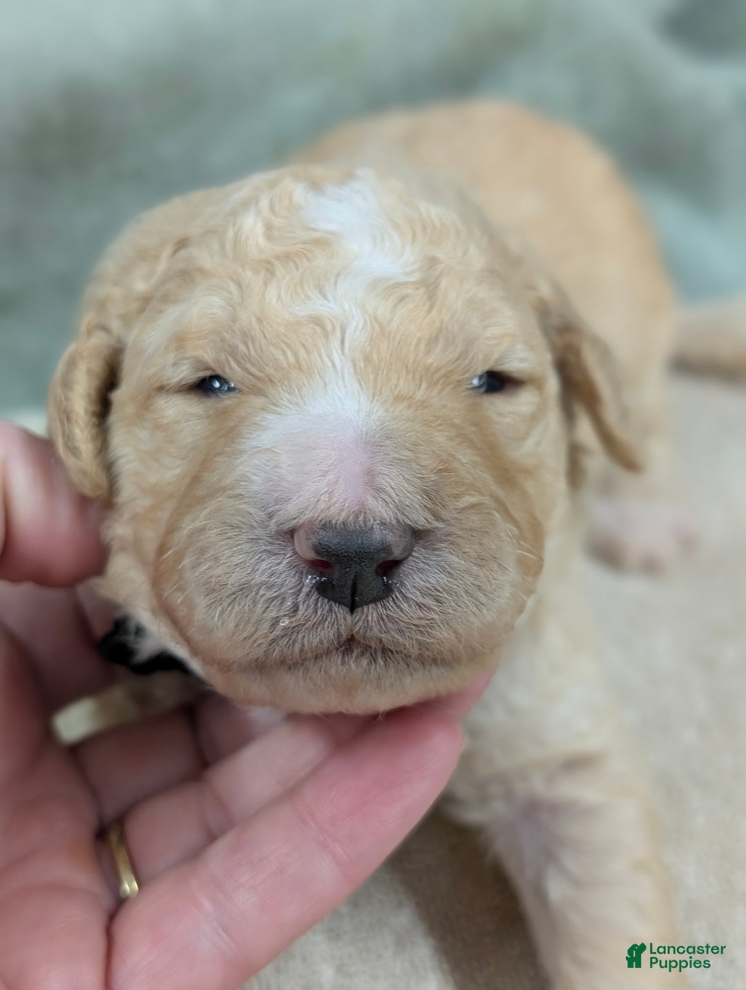 Sheepadoodle dogs for sale: Bronson - Ad 6