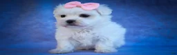 Maltese dogs for sale: Maribel🌸 - Ad 3