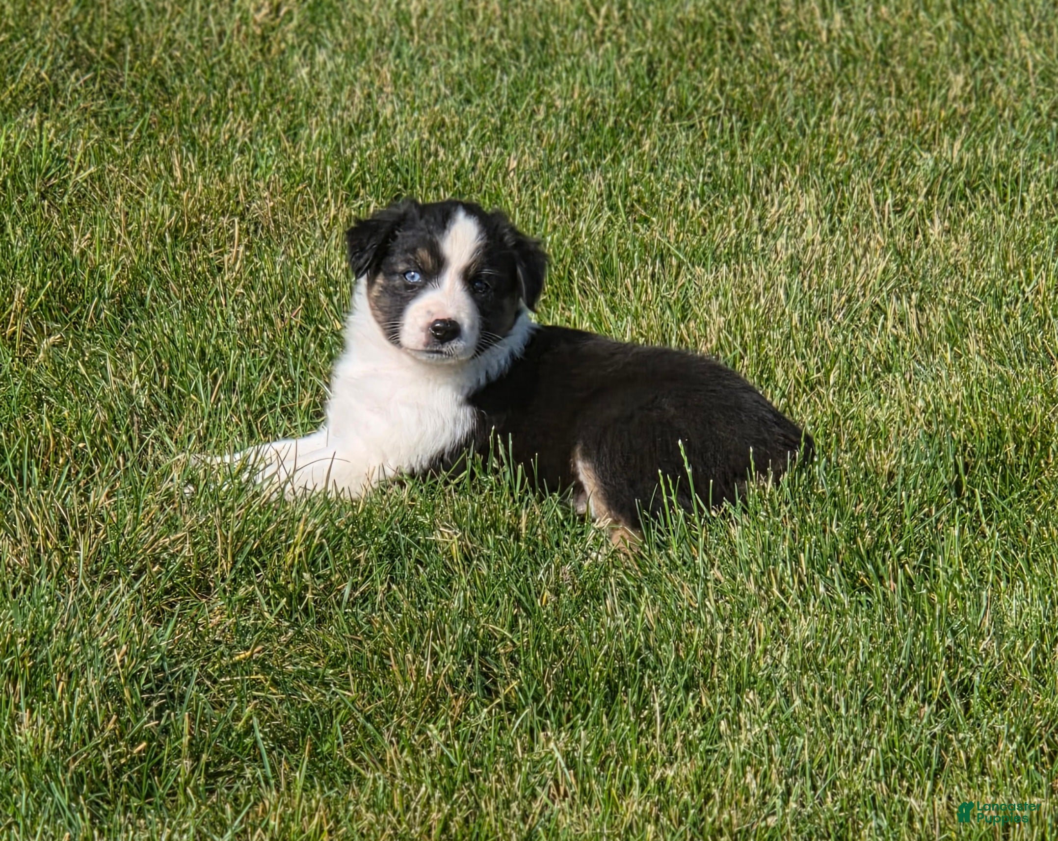 Australian Shepherd dogs Anika Star - Ad 1