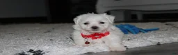 Bichon Frise dogs for sale: ❤️Jojo❤️ - Ad 6