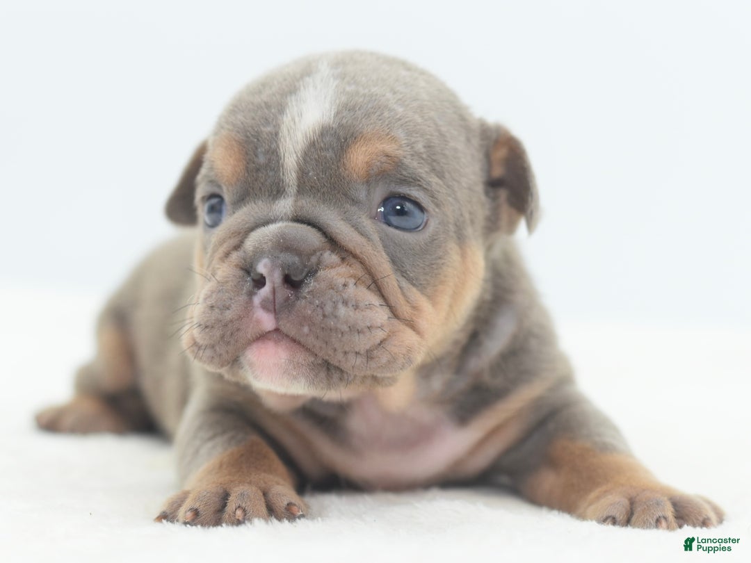 Mixed Breed dogs for sale: Lily tricolor hybrid  - Ad 2