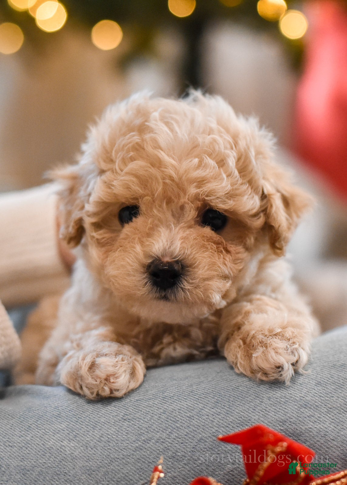 Maltipoo dogs for sale: Forrest - Ad 1