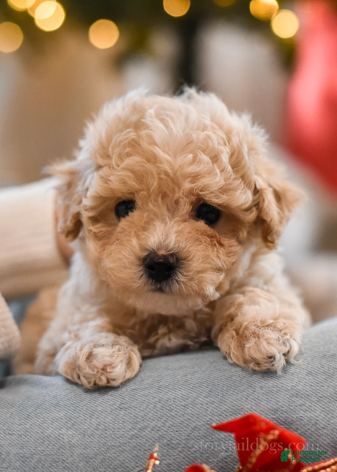 Maltipoo dogs for sale: Forrest - Ad 1