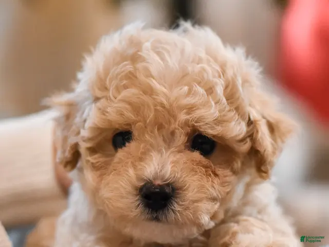 Maltipoo dogs for sale: Forrest - Ad 1