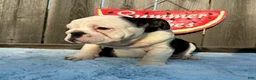 English Bulldog dogs for sale: Danna - Ad 5