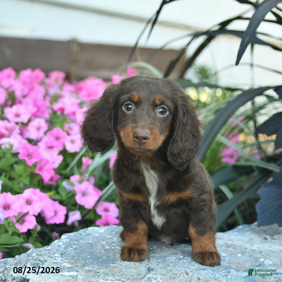 Miniature Dachshund dogs Bowe  - Ad 1