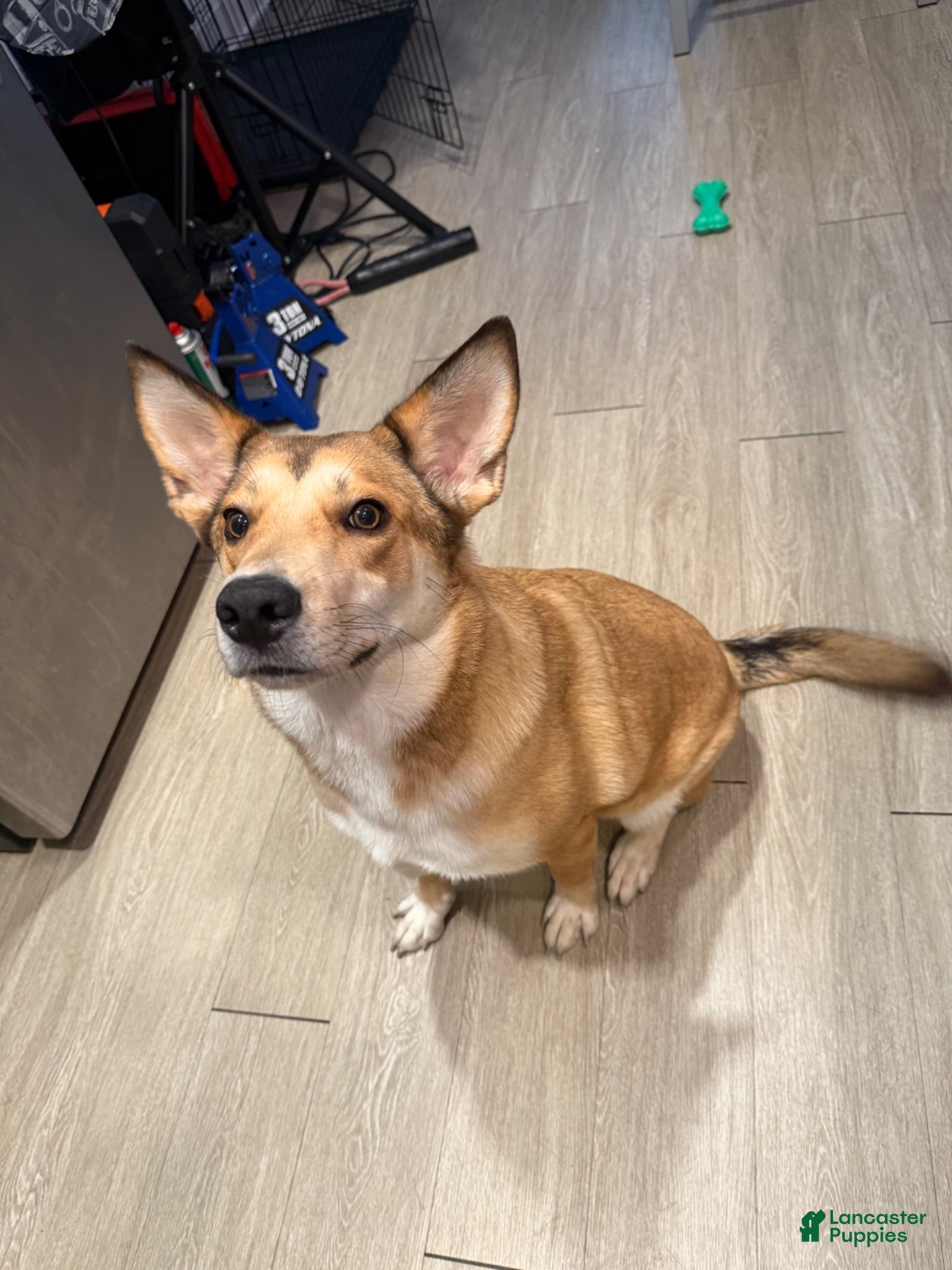 Mixed Breed dogs Andy Reid  - Ad 40